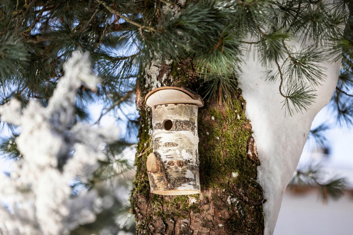 Nistkasten Wildkogel Bxhxt: 14x26x17 Cm - Birkefarben, Basics, Holz (14/26/17cm) - Windhager