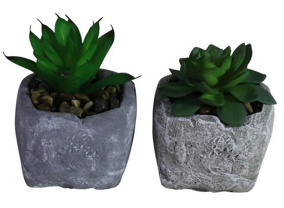 Sukkulente Sina - Grau/Grün, Basics, Naturmaterialien/Kunststoff (8cm) Sukkulente Sina - Grau/Grün, Basics, Naturmaterialien/Kunststoff (8cm)