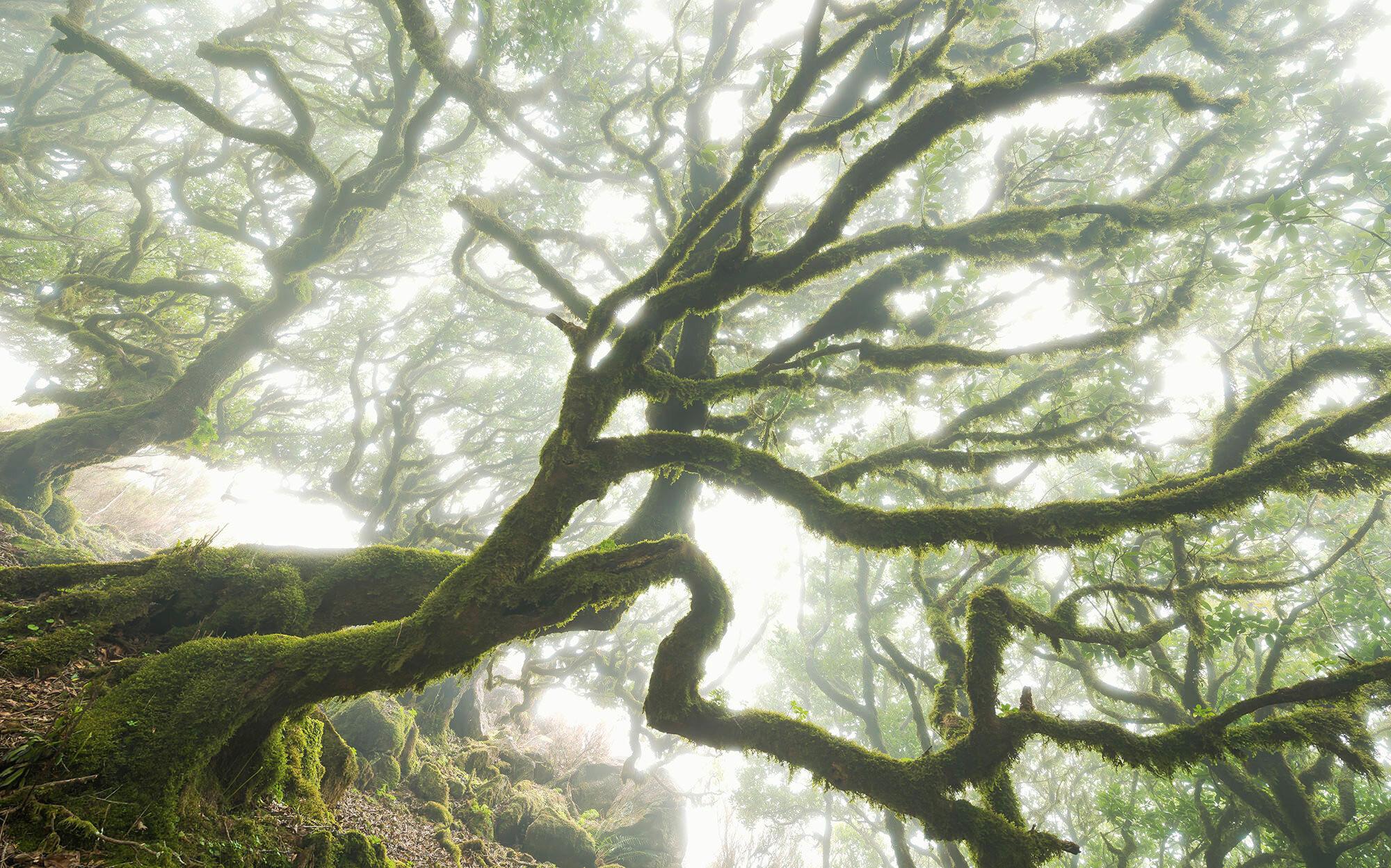 Vliestapete Forgotten Forest - Natur (400/250cm)