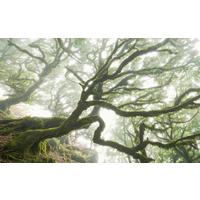 Vliestapete Forgotten Forest - Natur (400/250cm)
