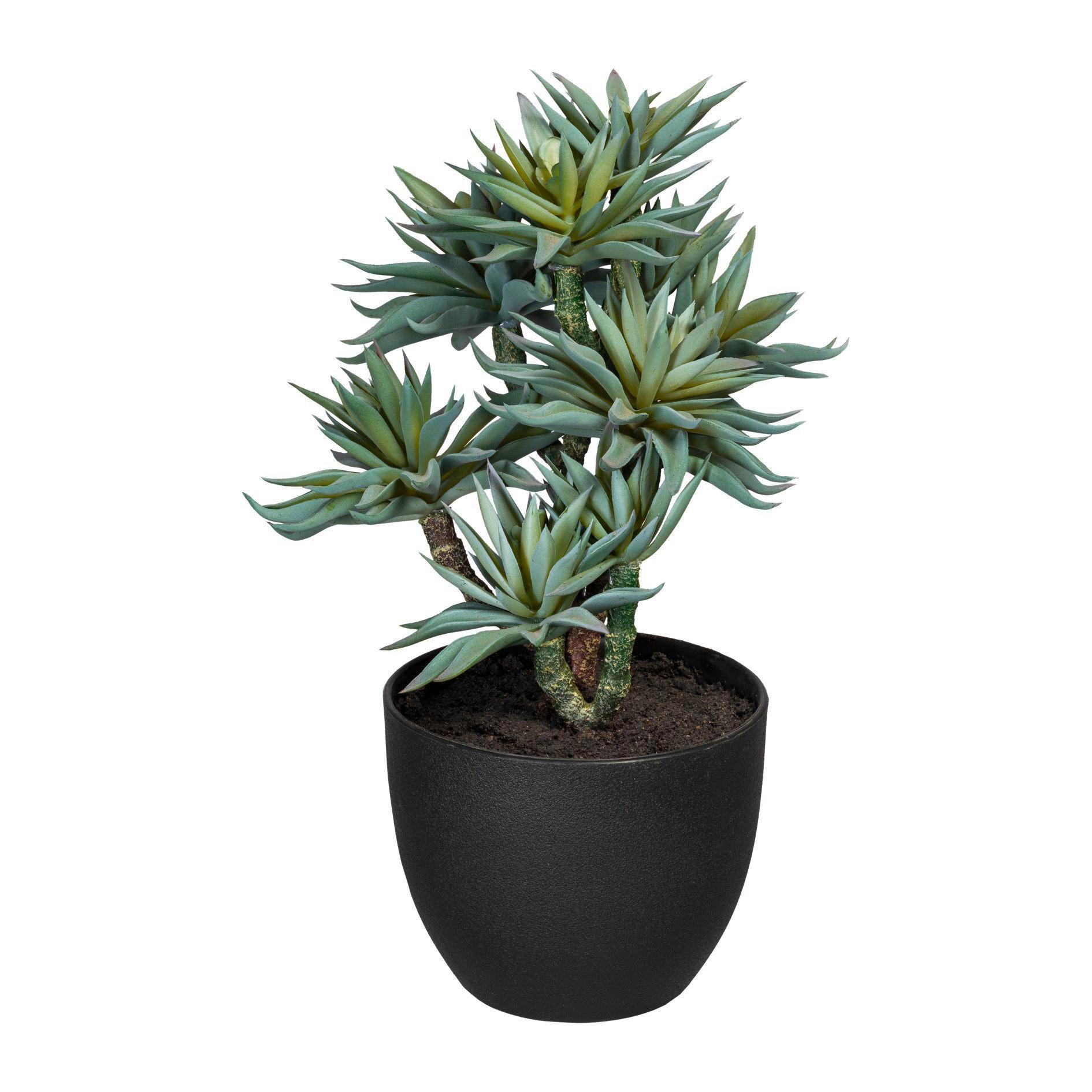 Kunstpflanze Sukkulente H: 30 Cm - Schwarz/Braun, Trend, Kunststoff (30cm) - P & B
