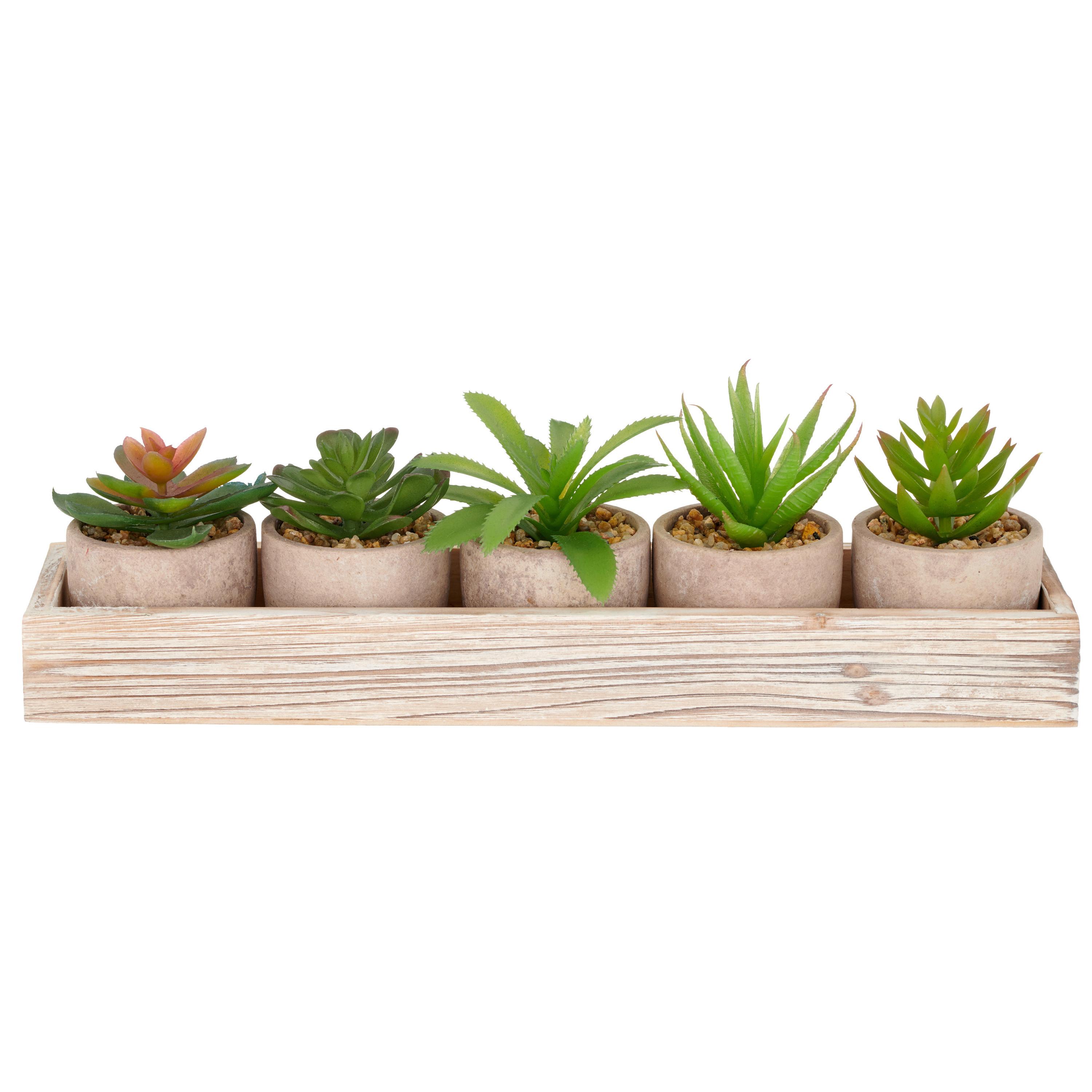 Sukkulente Grün B: 33 cm - Basics (33/8/3,5cm) - P & B