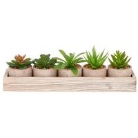 Sukkulente Grün B: 33 cm - Basics (33/8/3,5cm) - P & B