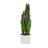 Kunstpflanze Sansevieria - Weiß/Grün, Basics, Kunststoff/Textil (16/65/16cm) - MID.YOU