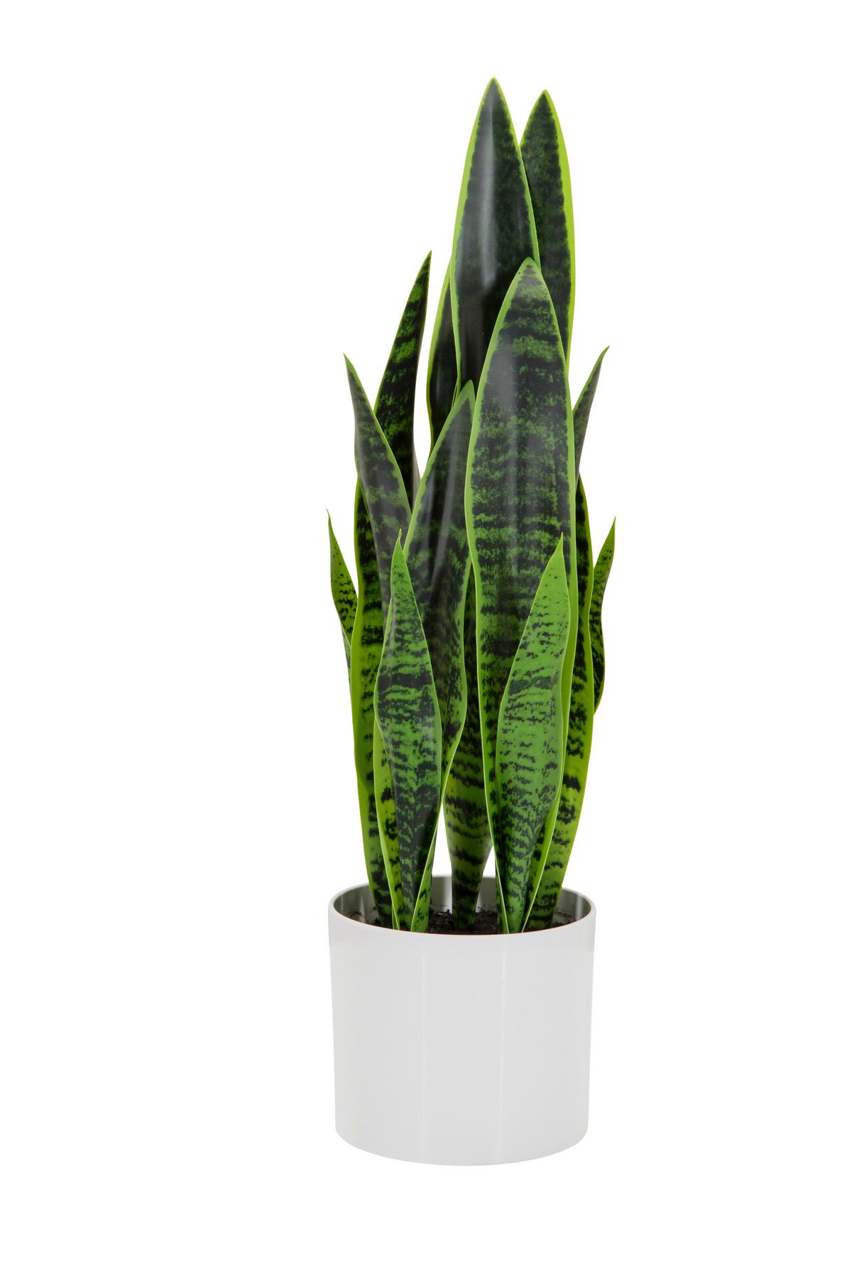 Kunstpflanze Sansevieria - Weiß/Grün, Basics, Kunststoff/Textil (16/65/16cm) - MID.YOU