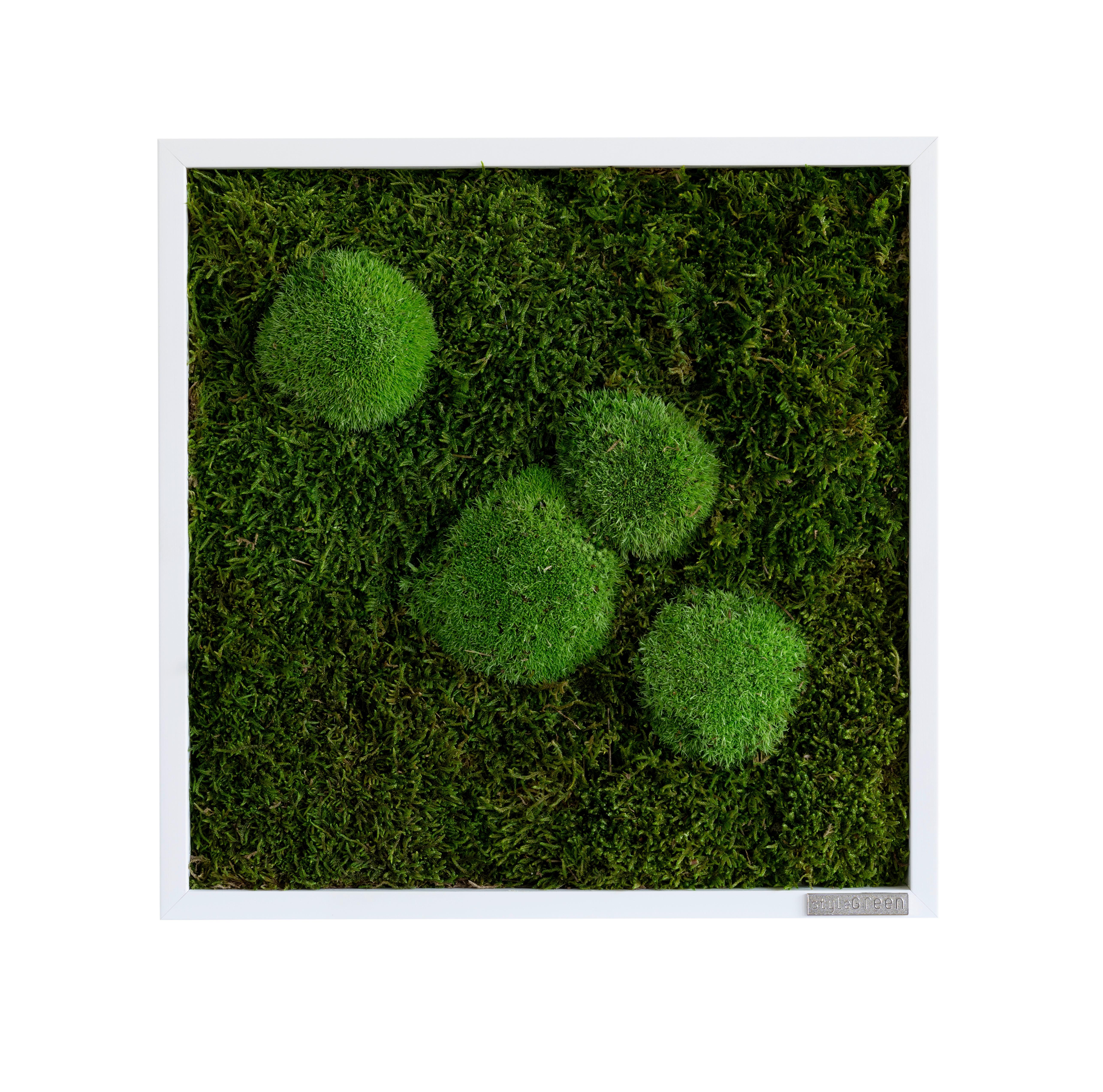 Mechový obraz, rostliny - bílá/zelená, Basics, dřevo/přírodní materiály (35/35/6cm)