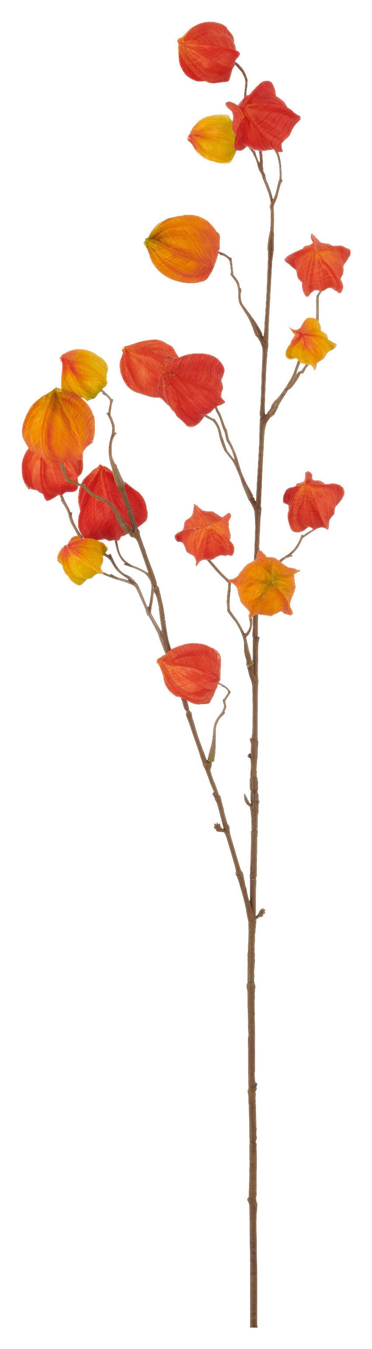 Umelá rastlina PHYSALISZWEIG I - oranžová/hnedá, Basics, plast (105cm) - Mömax