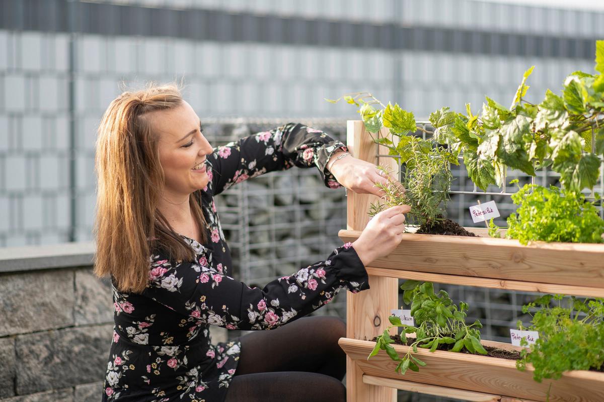 GARTENREGAL KRÄUTERREGAL L - Lärchefarben, Basics, Holz (80/95/50cm)