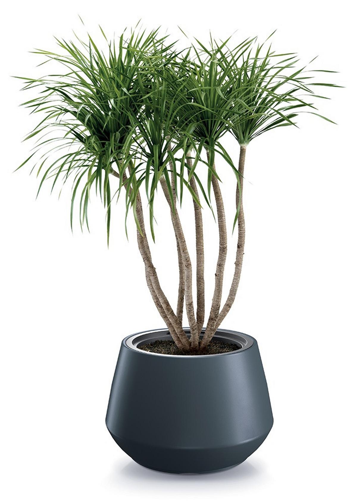 Kaspó Betéttel Heos Design Kb. 59cm - Basics