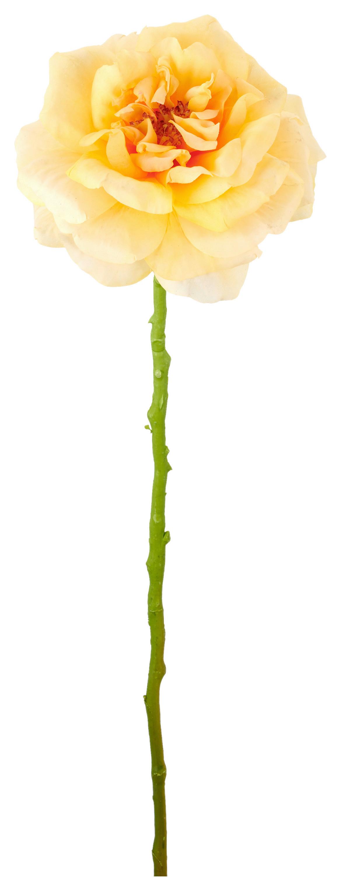 Ruža ROSE II -PAZ- - marhuľová/zelená, Basics, kov/textil (63cm) - Mömax