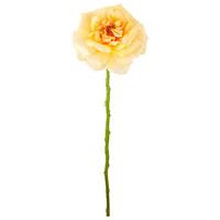 Ruža ROSE II -PAZ- - marhuľová/zelená, Basics, kov/textil (63cm) - Mömax