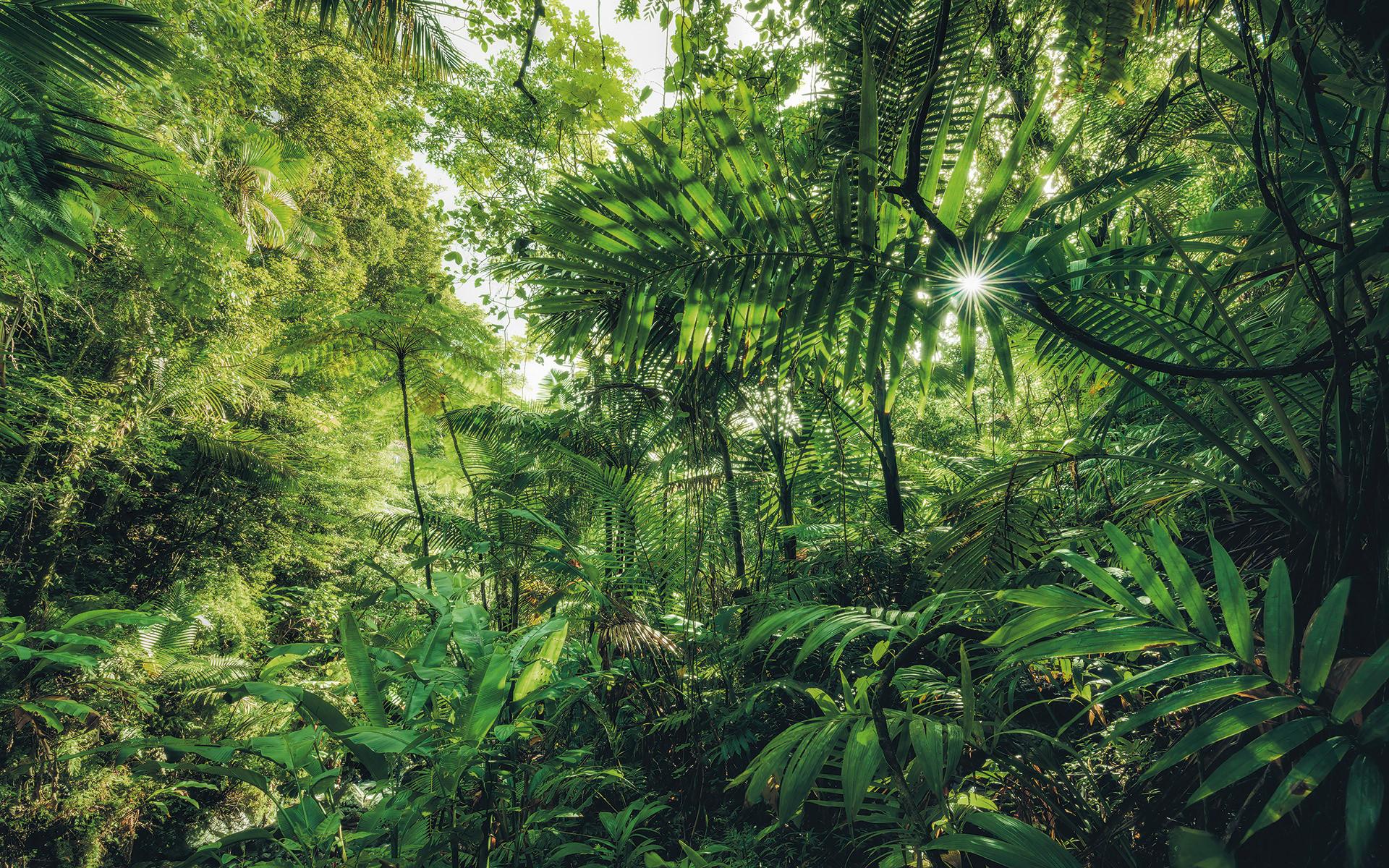 Vliestapete Sh041-Vd4 Into The Jungle - Natur (400/250cm)